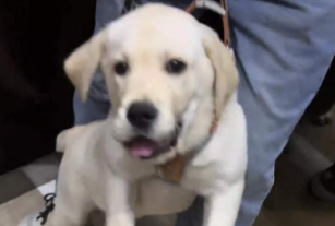 女生在电梯里偶遇热情小狗，狗狗：我今天一定要让她摸到！