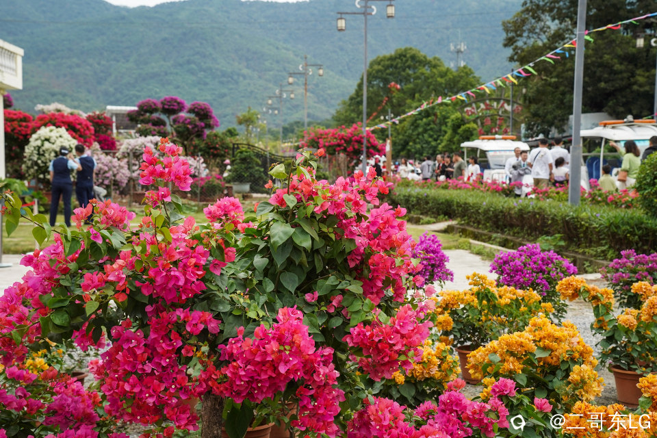 南方第三届花卉苗木交易会 (12).jpg