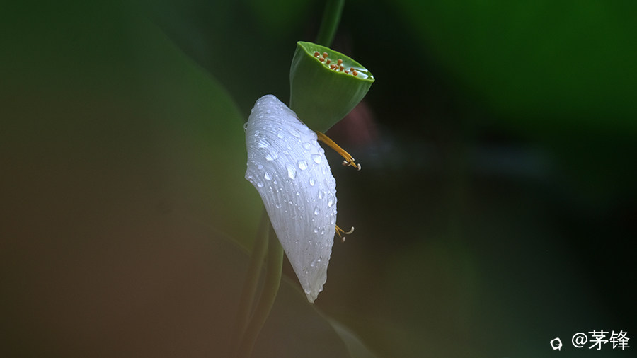 7-DSCF8063.jpg