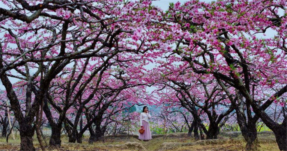 兴安江村桃花，花开正美