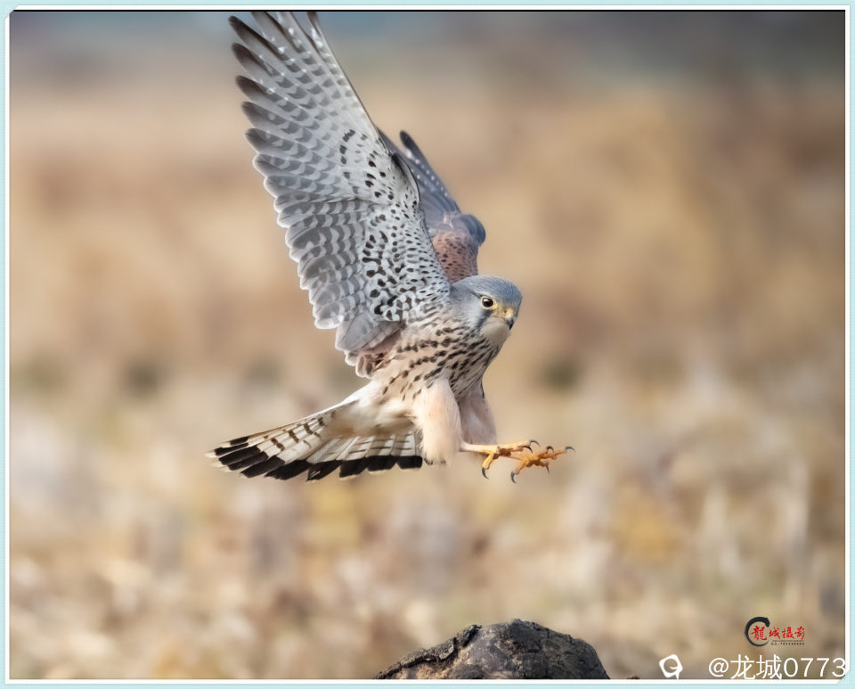 BG9I6948_副本 - 副本.jpg