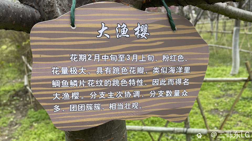 dayuyinghua.jpg