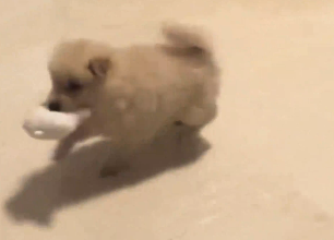 踢着正步就过来了！广西这只小狗也太会卖萌了吧