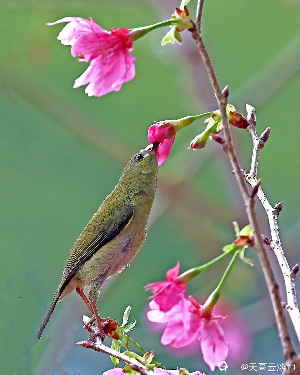 5D2A0243_副本-DeNoiseAI-clear.jpg