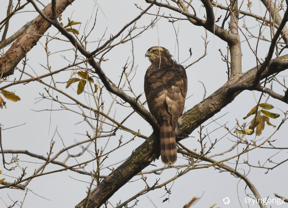 DSC_2512_副本.jpg