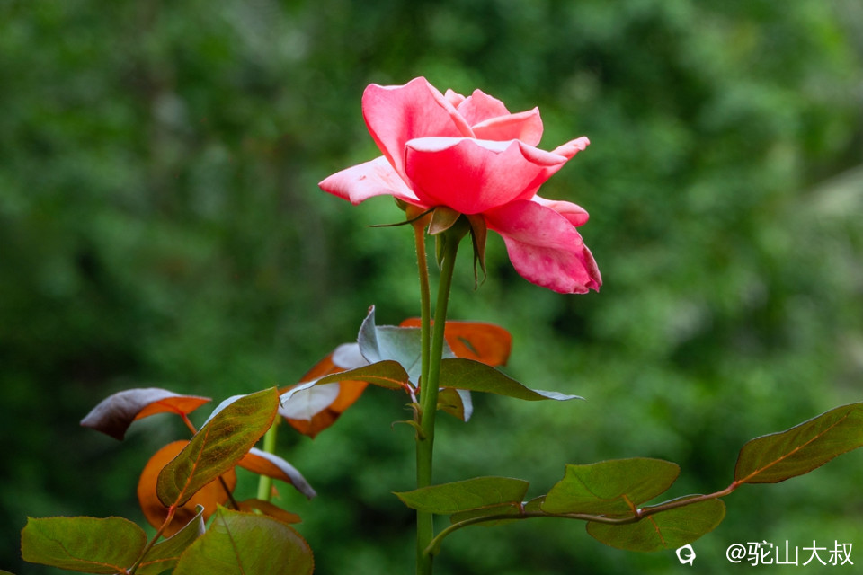 DSC06714-0 - 副本.jpg