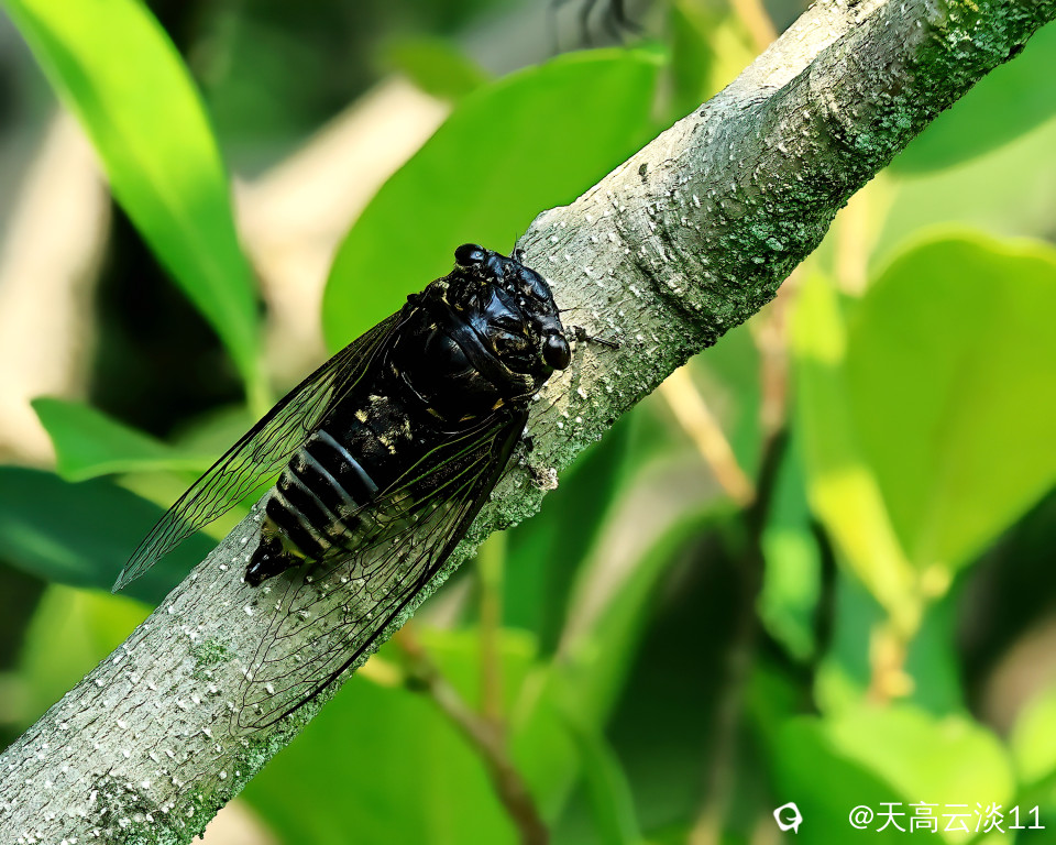 5D2A1684-DeNoiseAI-clear.jpg