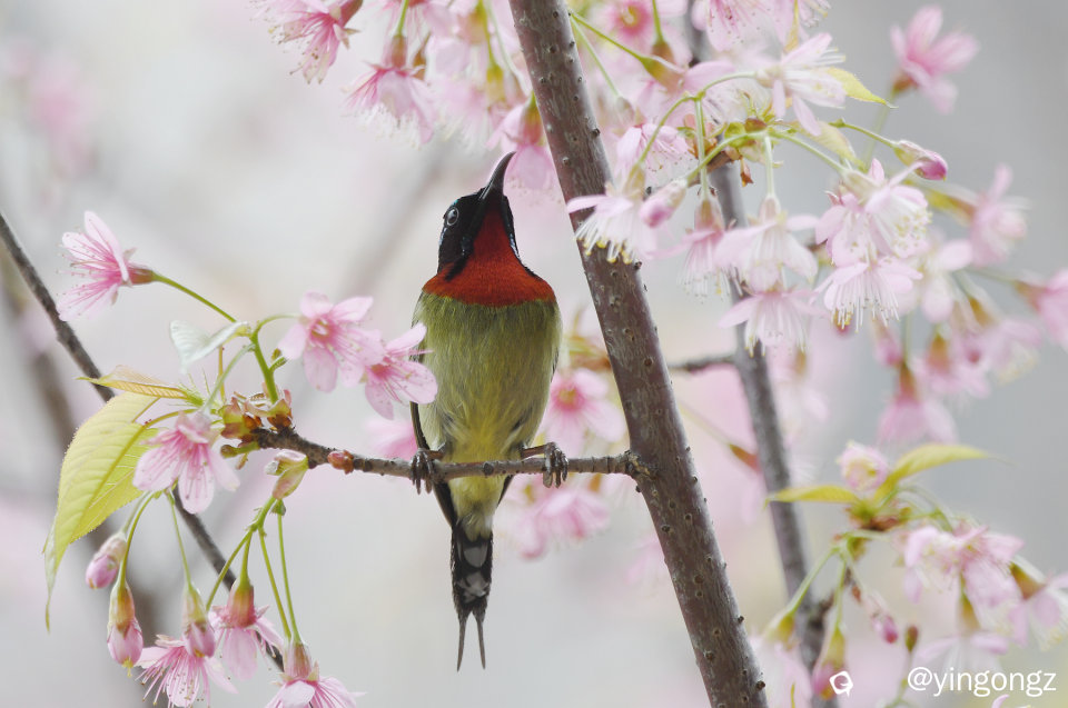 DSC_2792_副本.jpg