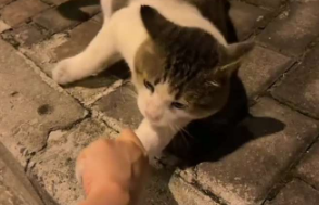 女生“相中”路边一只流浪猫，想直接把它带回家。网友：看出来了孩子没有一步是愿意的