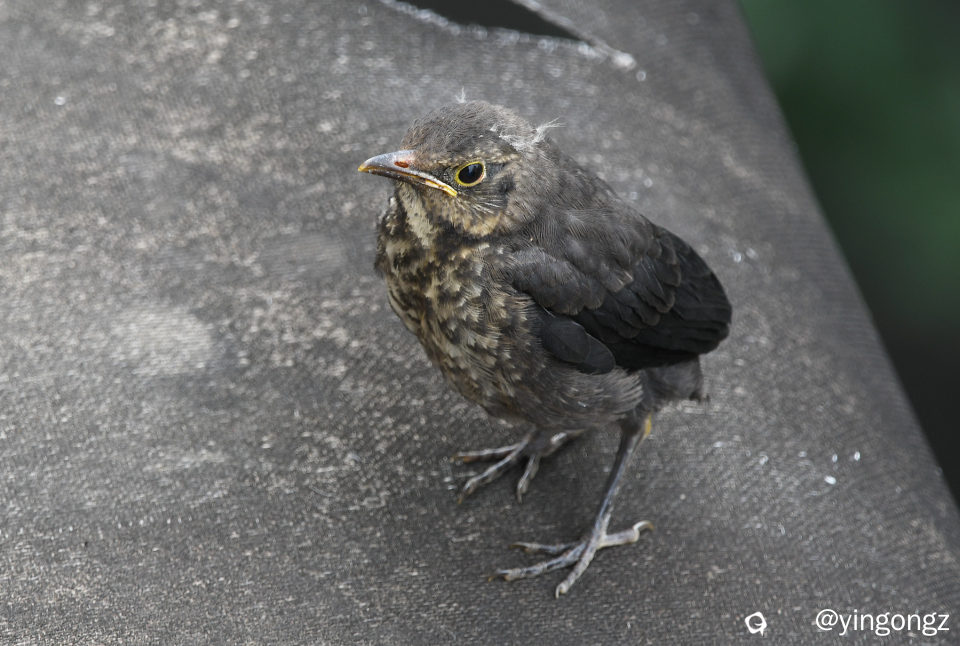 DSC_5601_副本.jpg
