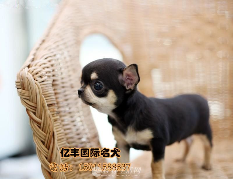 ���������޶���Ǯ ���ּ����޼۸� �����ֱ�����