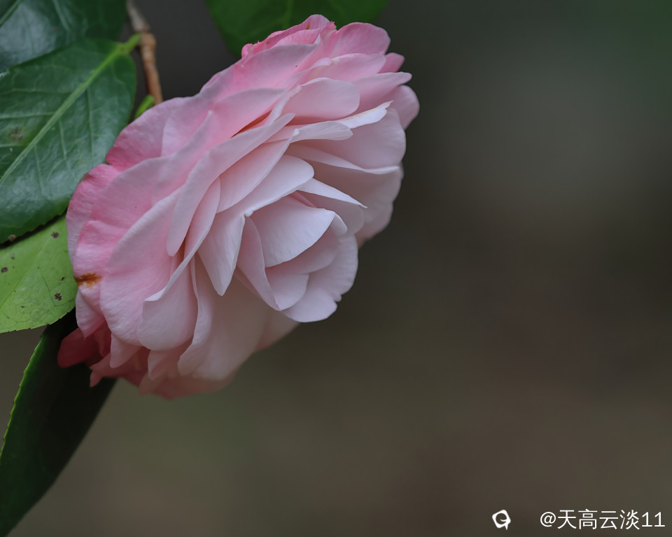 5D2A3238-DeNoiseAI-denoise.jpg