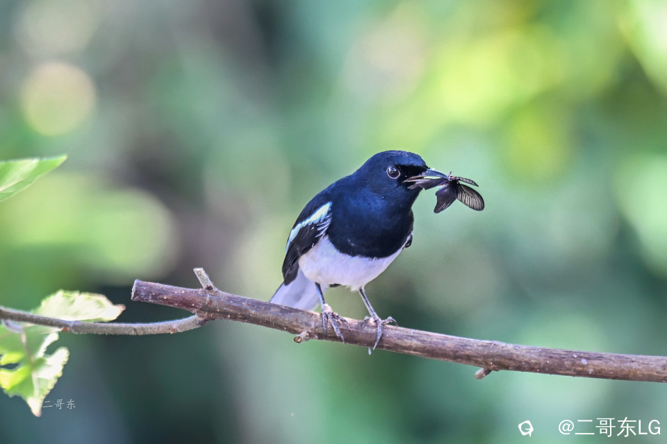 飞蛾扑嘴 (8).jpg
