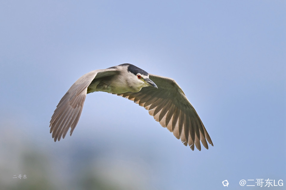 夜鹭起飞 (7).jpg