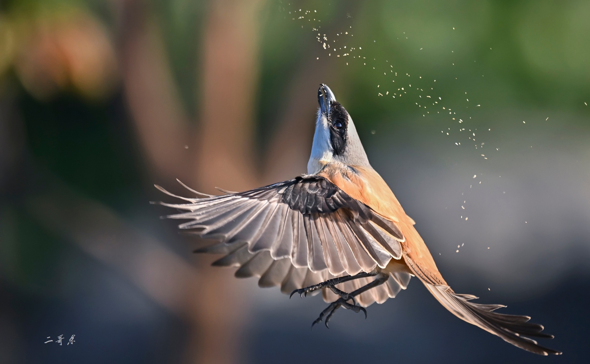 ★★★★★伯勞