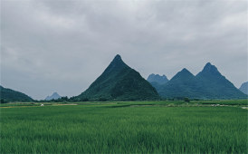 稻田边上的树