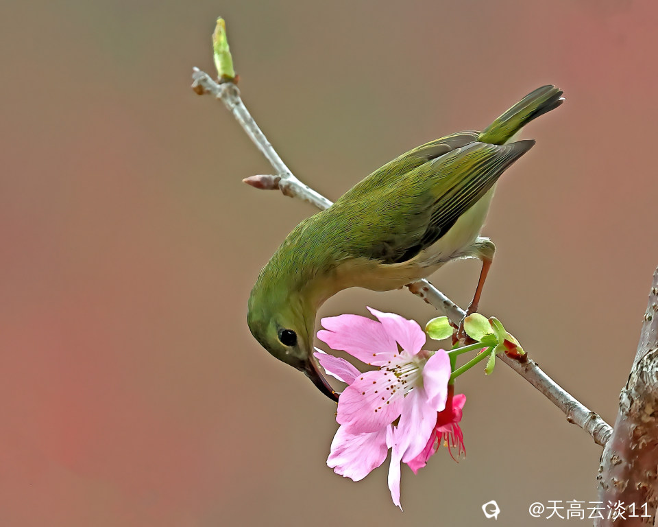 5D2A0659_副本-DeNoiseAI-clear.jpg