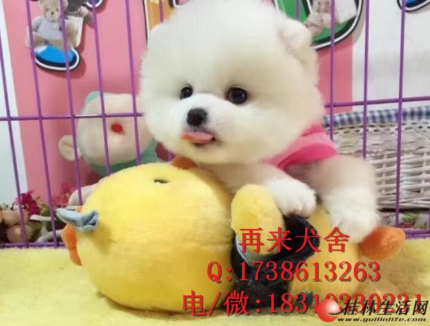 	 ����С��������沩�� �������� ͬ���ͻ�