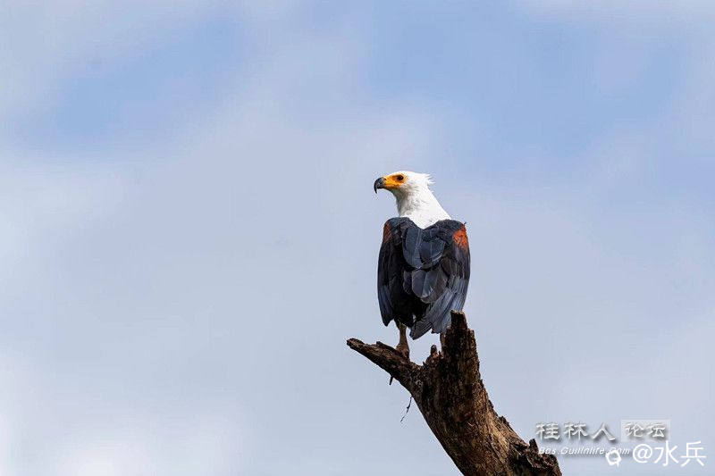我不是白头海雕，我是非洲海雕。.jpg