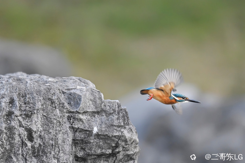 小翠起飞瞬间连拍 (11).jpg