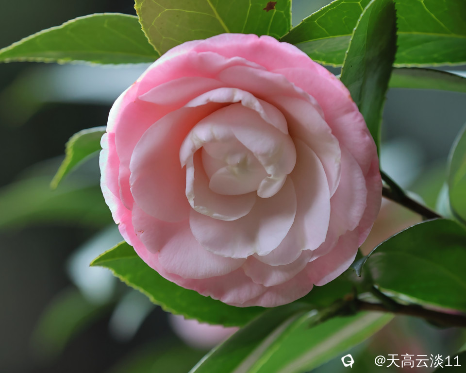 5D2A3241-DeNoiseAI-denoise.jpg