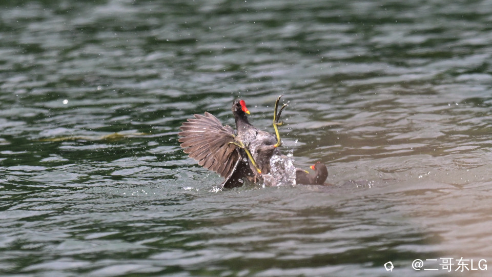 黑水鸡打架 (2).jpg