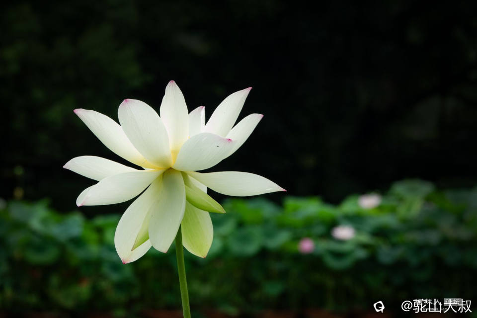 DSC07415-0 - 副本.jpg
