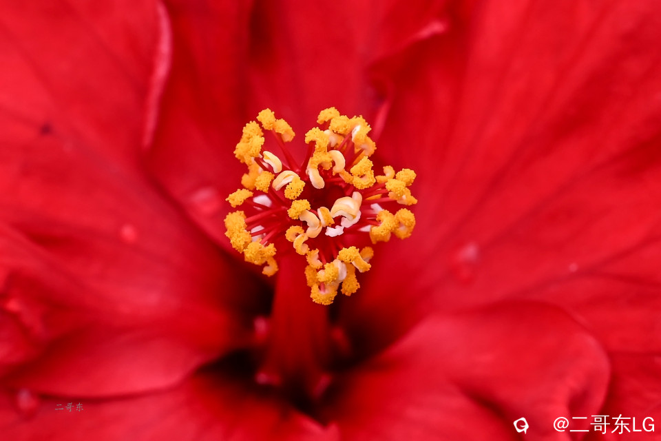 微距花蕊 (3).jpg