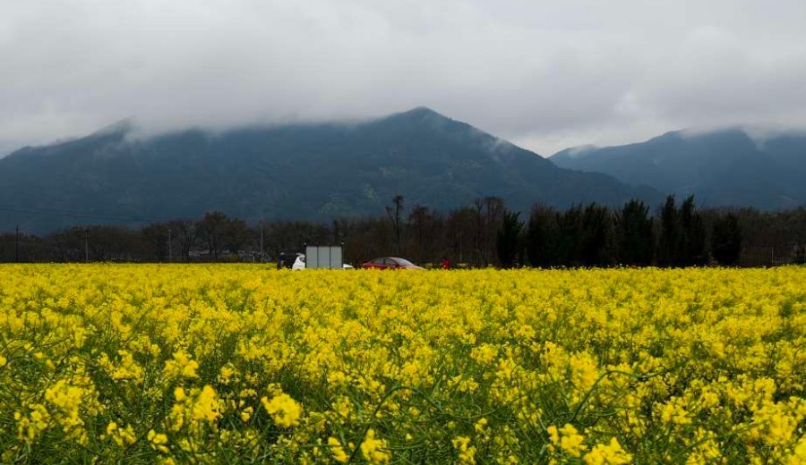 車(chē)田油茶花田，陰雨天也出片
