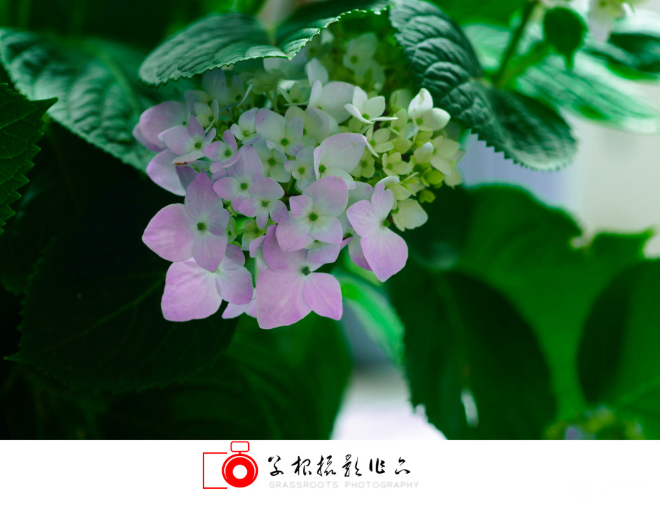 _DSC7808 拷贝_副本.jpg