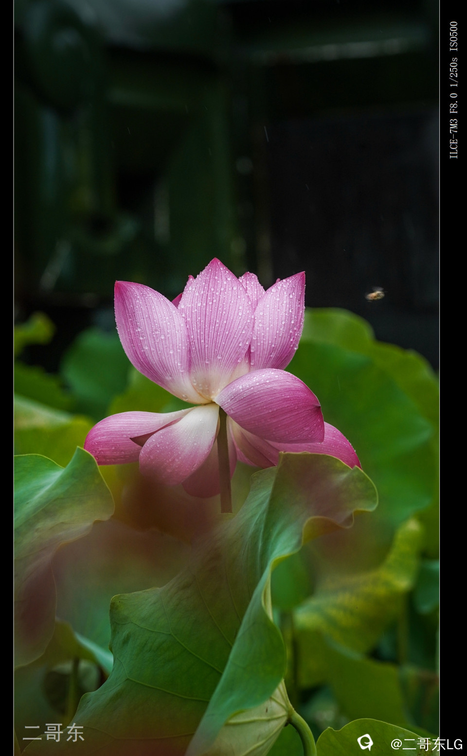雨中荷 (20).jpg