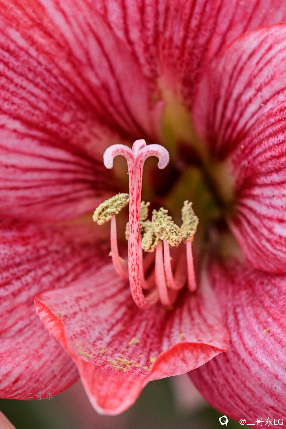 微距花蕊 (11).jpg