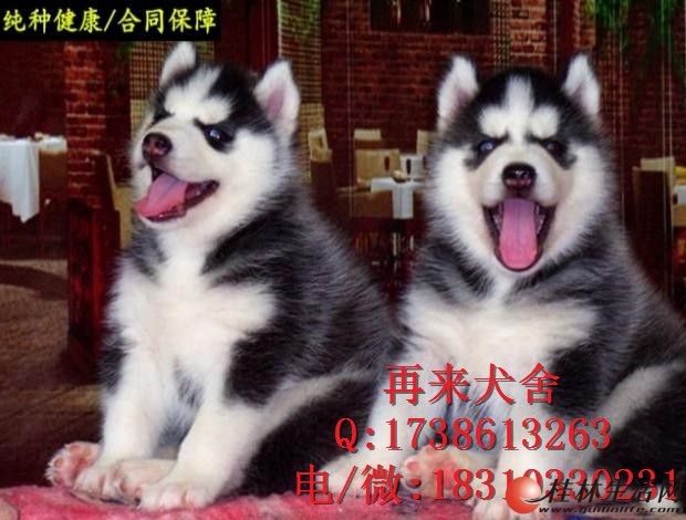	 �����������ֹ�ʿ��� ˫���� ��Ѫͳ�Ķ�����Ȯ