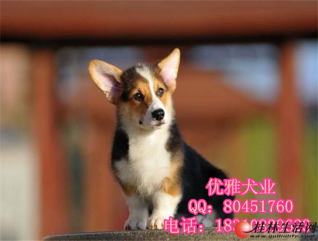 �߶˾�ƷС���ȡ�����ʿ�»�Ȯ-������ȫ-������