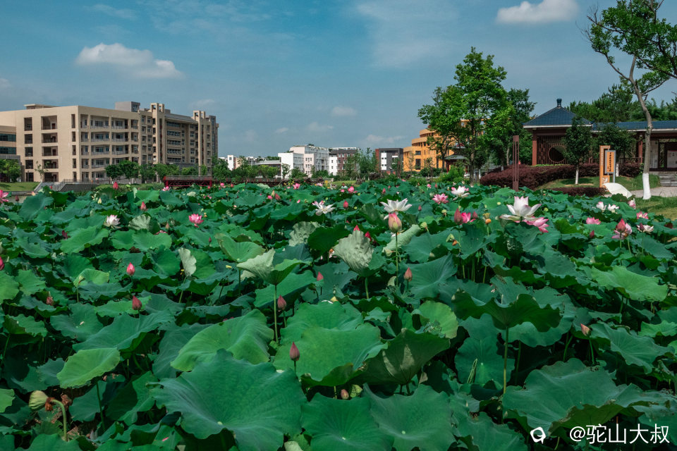 DSC04175-0.jpg