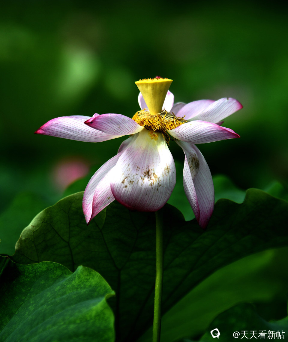 DSC_4637_副本.jpg