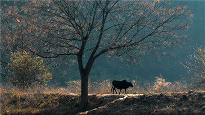 冬日看不厌的状元桥