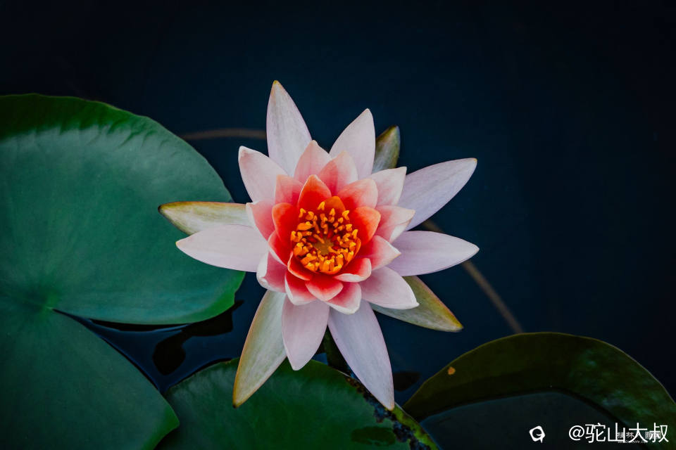 DSC08730-0_副本.jpg