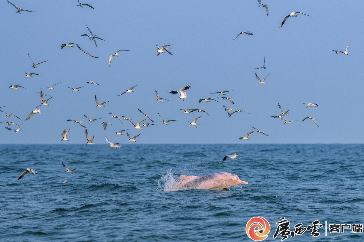 天蓝水清 万物共生&mdash;&mdash;广西多举措守护生物多样性之美