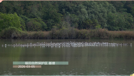 老鹰来了！就在这个地方