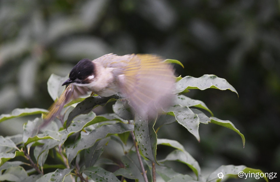 DSC_6104_副本.jpg