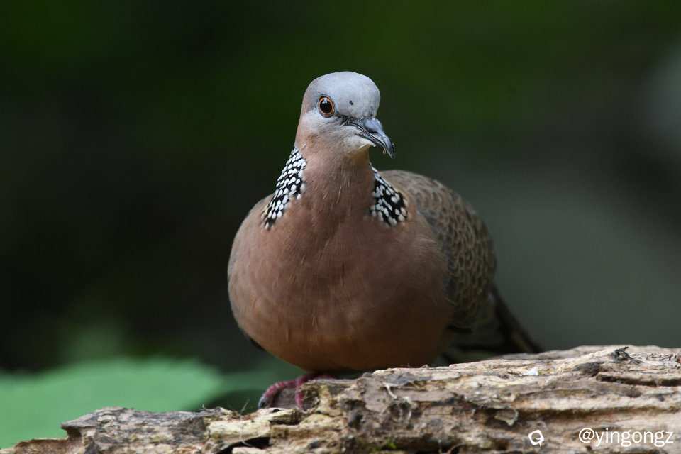 DSC_2247_副本.jpg