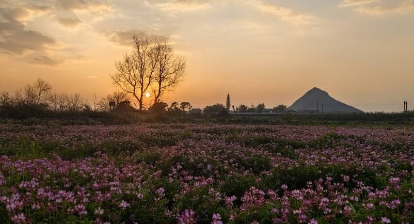 临桂四塘野生紫云英花海