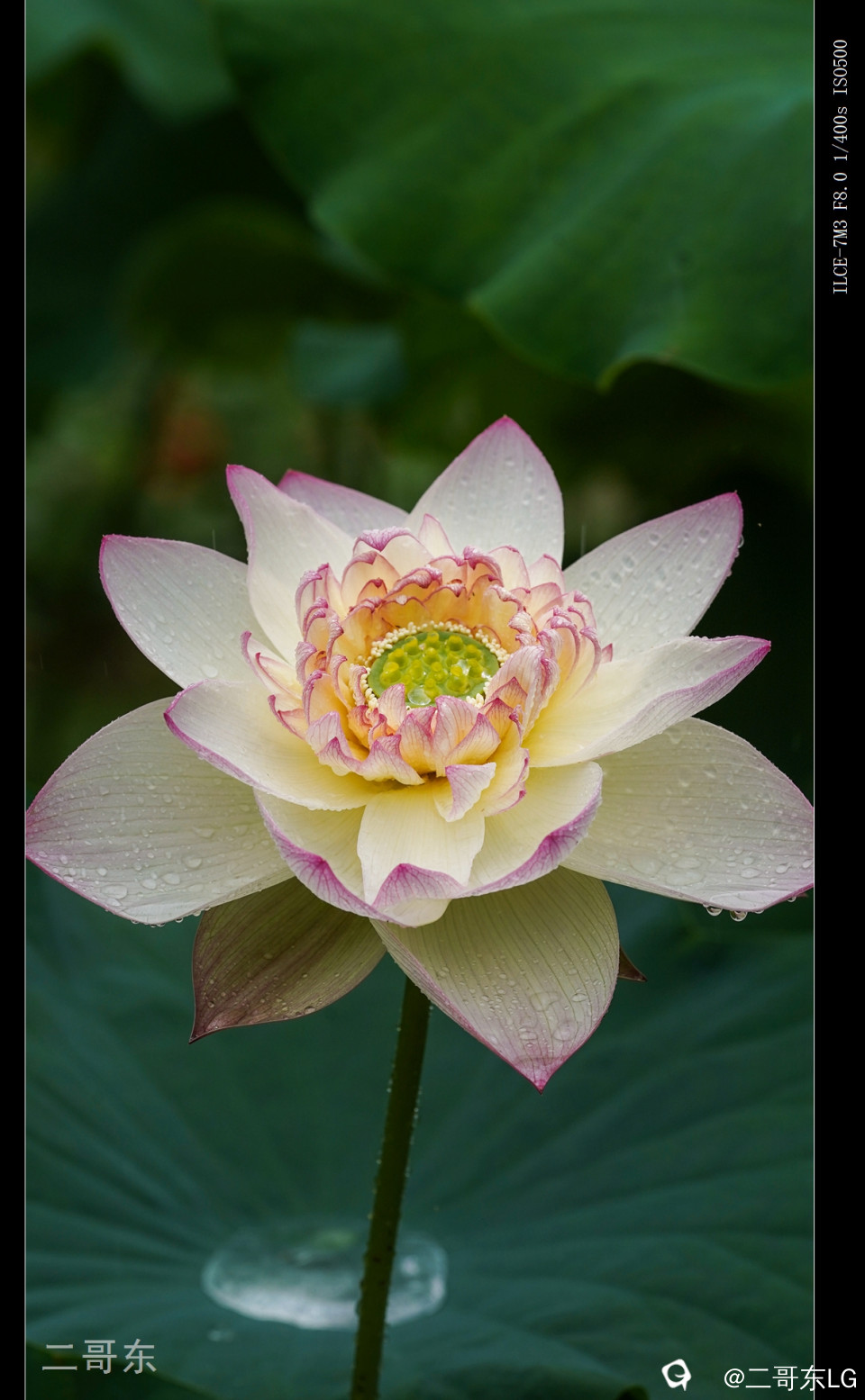 雨中荷 (17).jpg