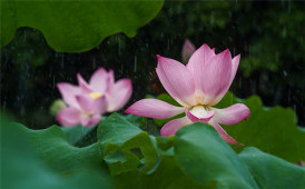 雨中荷