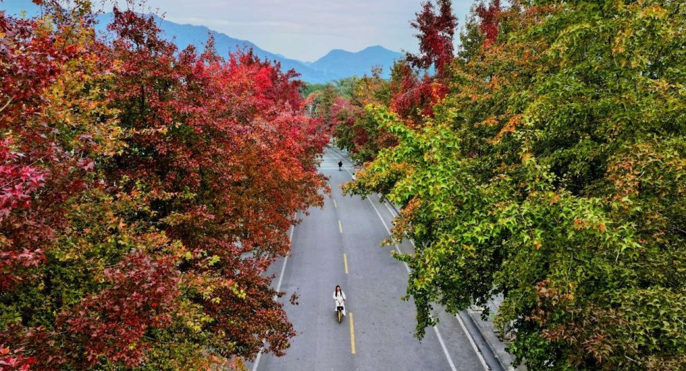 桂電花江紅楓刷屏！藏著最治愈的緋色詩意