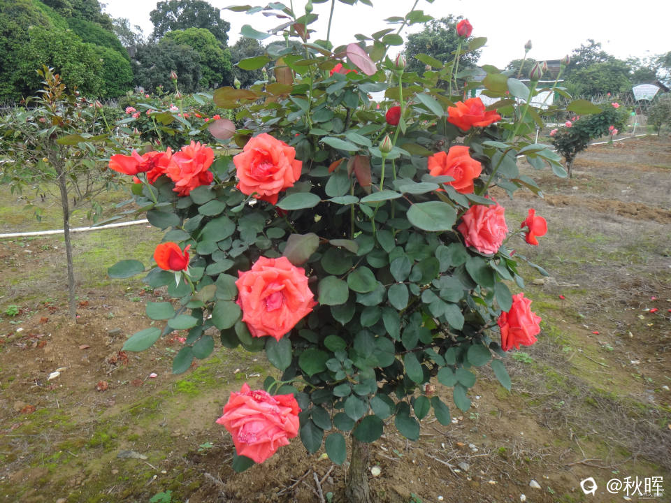 DSC08246.JPG
