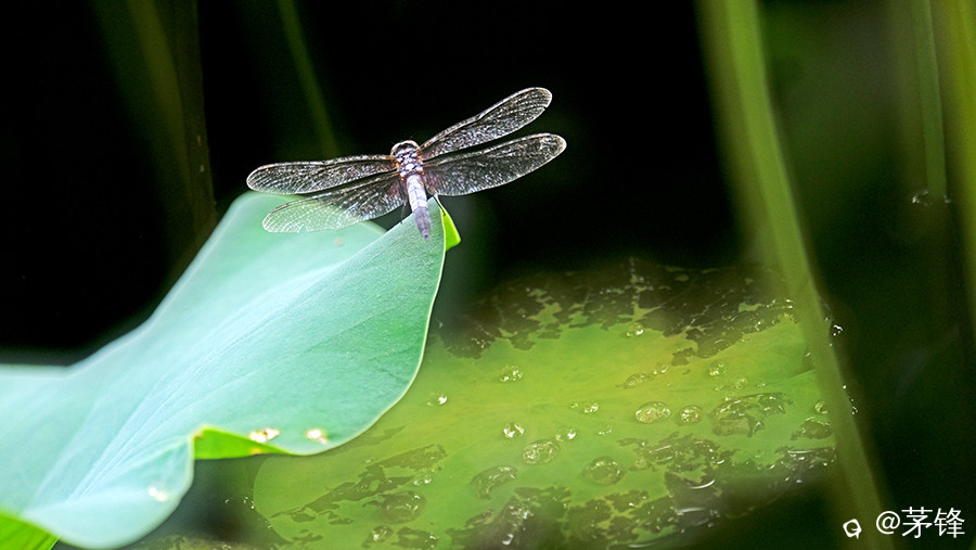 DSCF6901.jpg
