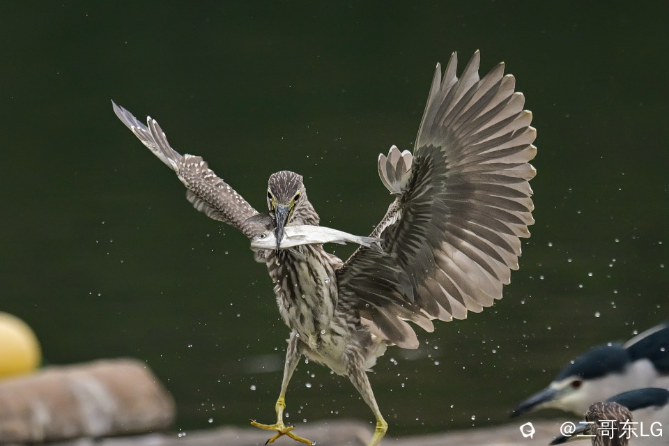 绿鹭干饭 (2).jpg