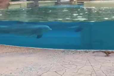 本來一輩子不可能碰面的動物見面了！海豚們隔著玻璃觀察從沒見過的松鼠，臉上都是好奇